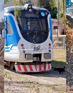 Tragedia en La Falda: las cámaras confirman la ciega embestida del tren