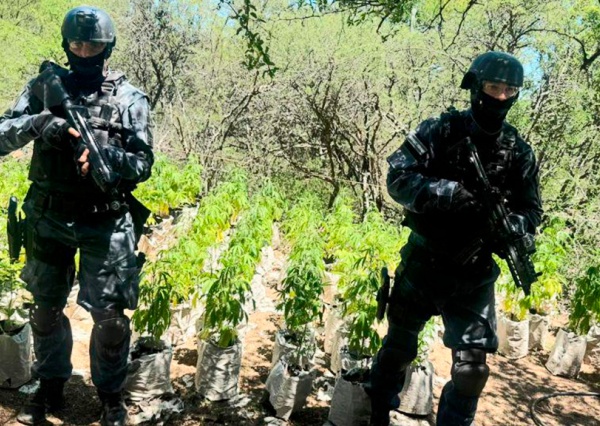 FPA desmanteló una plantación de marihuana en Paso Viejo 