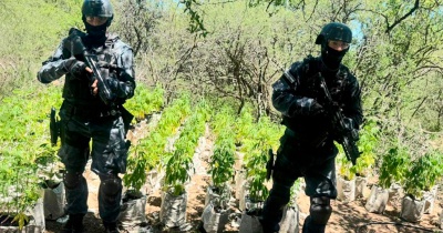 FPA desmanteló una plantación de marihuana en Paso Viejo 