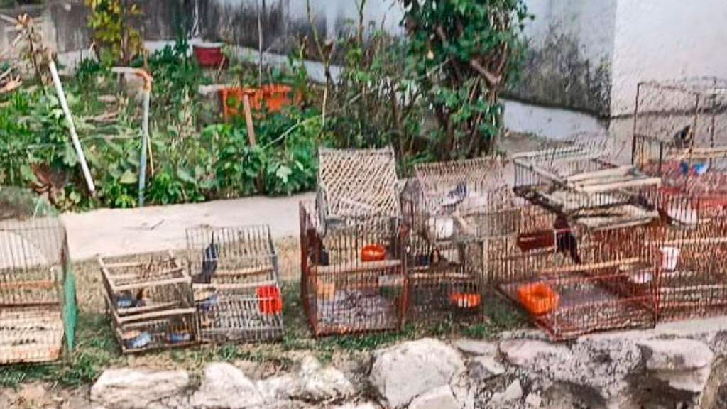 Policía Ambiental secuestran 13 aves con sus respectivas jaulas