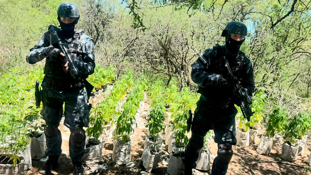 FPA desmanteló una plantación de marihuana en Paso Viejo 