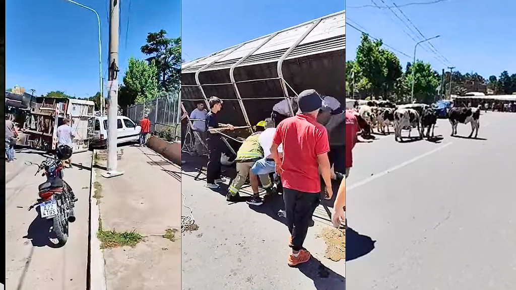 Villa Giardino: un camión jaula, chocó, volcó y liberó a su carga animal en plena ruta