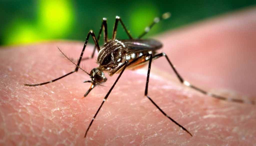 Salud advierte por nuevos casos de dengue