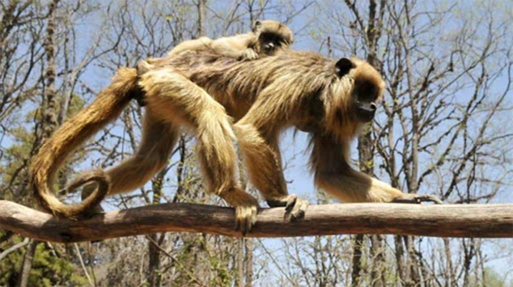 La Cumbre: Noche de miedo en la Reserva Monos Carayá