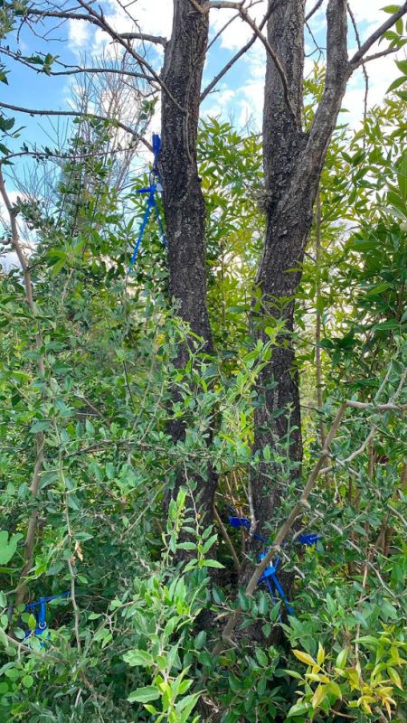 puma-loteo-lf-1-170124-tdcred