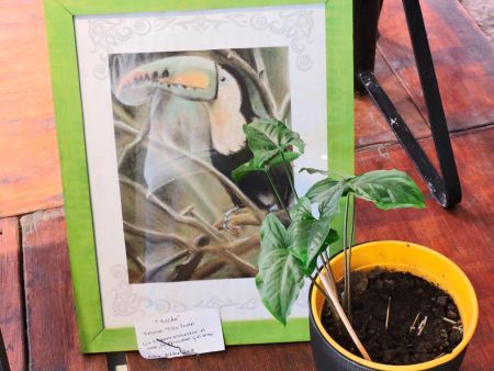 cafe-escr-vg-9-050823-tdcred