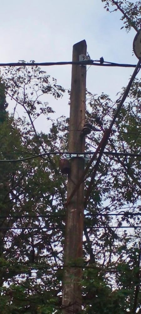 sabot-dist-vg-3-130423-tdcred